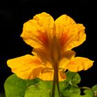 Tropaeolum majus