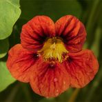 Tropaeolum majus - Große Kapuzinerkresse....