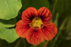 Tropaeolum majus - Große Kapuzinerkresse....