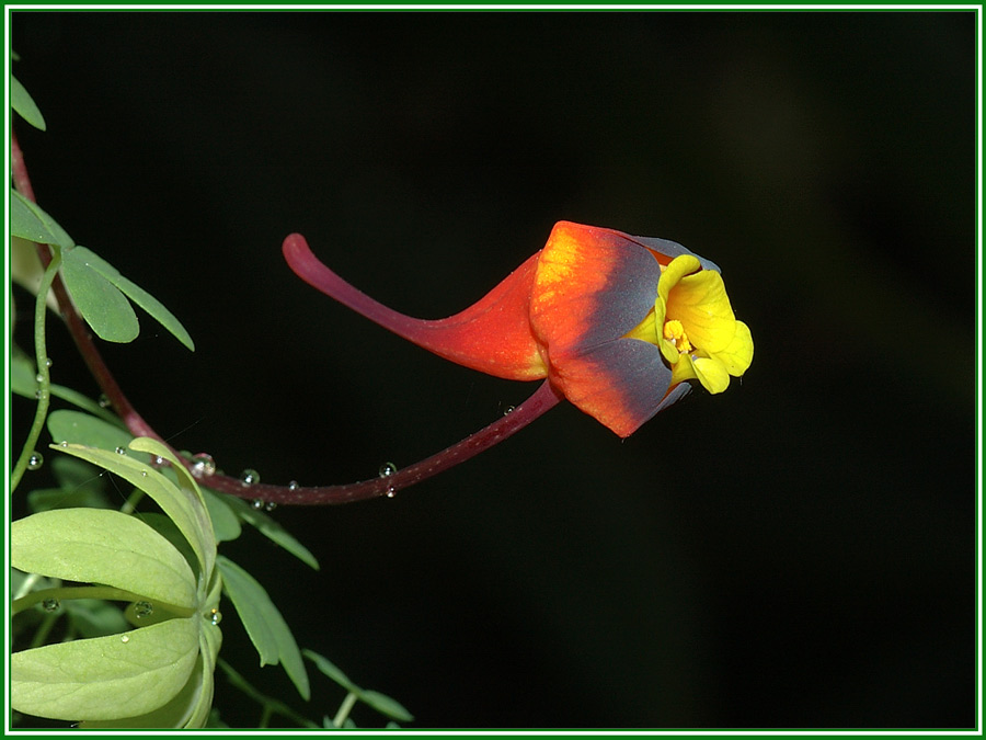 Tropaeolum tricolor