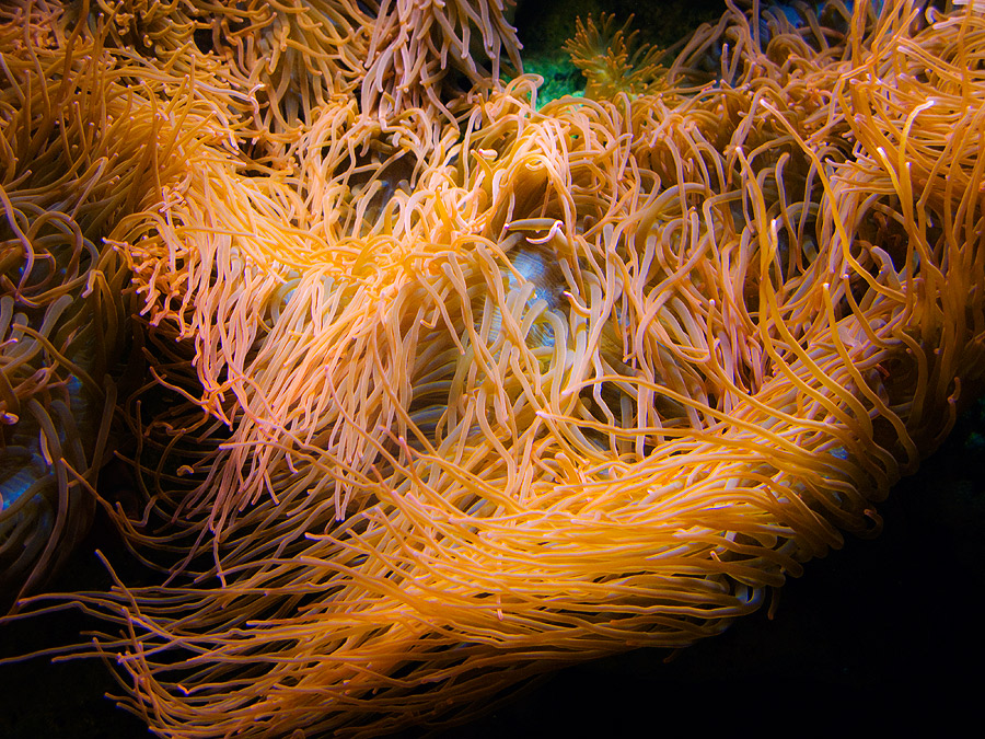 Troparium Berliner Zoo 02