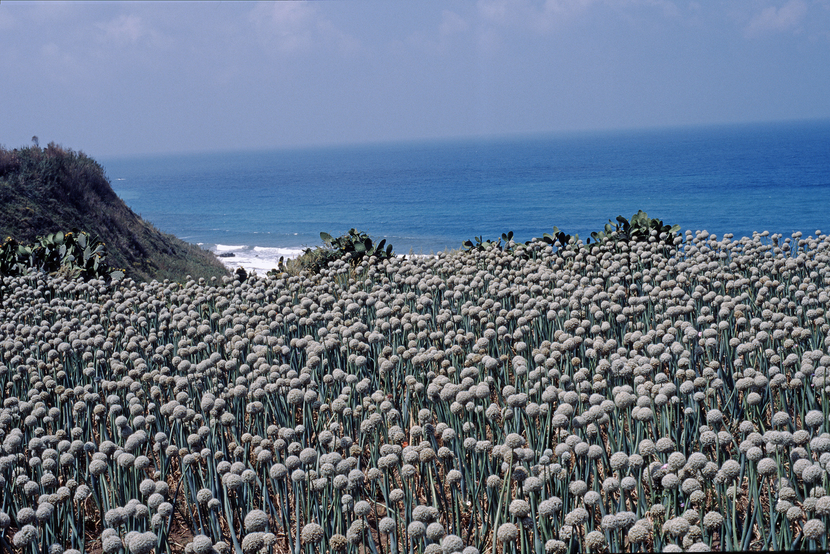 Tropea 1995