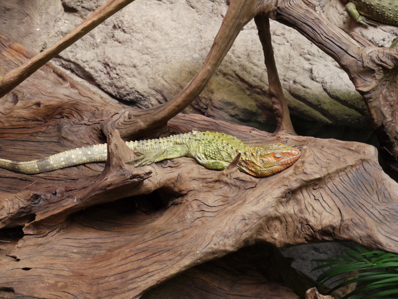 Tropen Aquarium Hagenbeck Tierpark in Hamburg