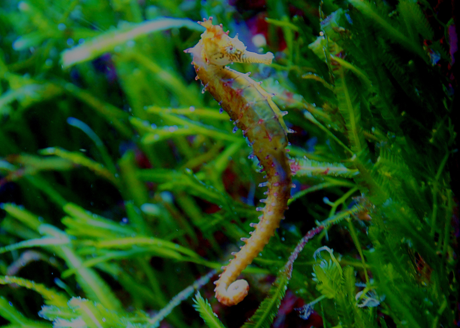 Tropen-Aquarium im Tierpark Hagenbeck - Hamburg - Bild (1)