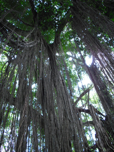 Tropen, Bali 2009