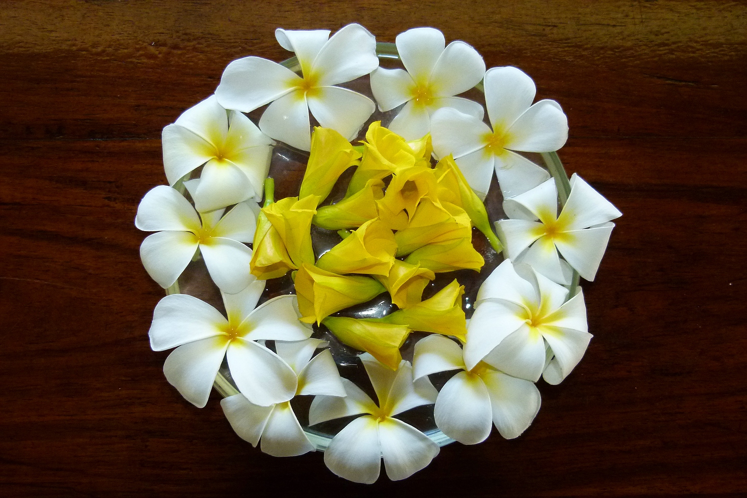 Tropen Blumen Foto Bild Africa Eastern Africa Tanzania Bilder Auf Fotocommunity