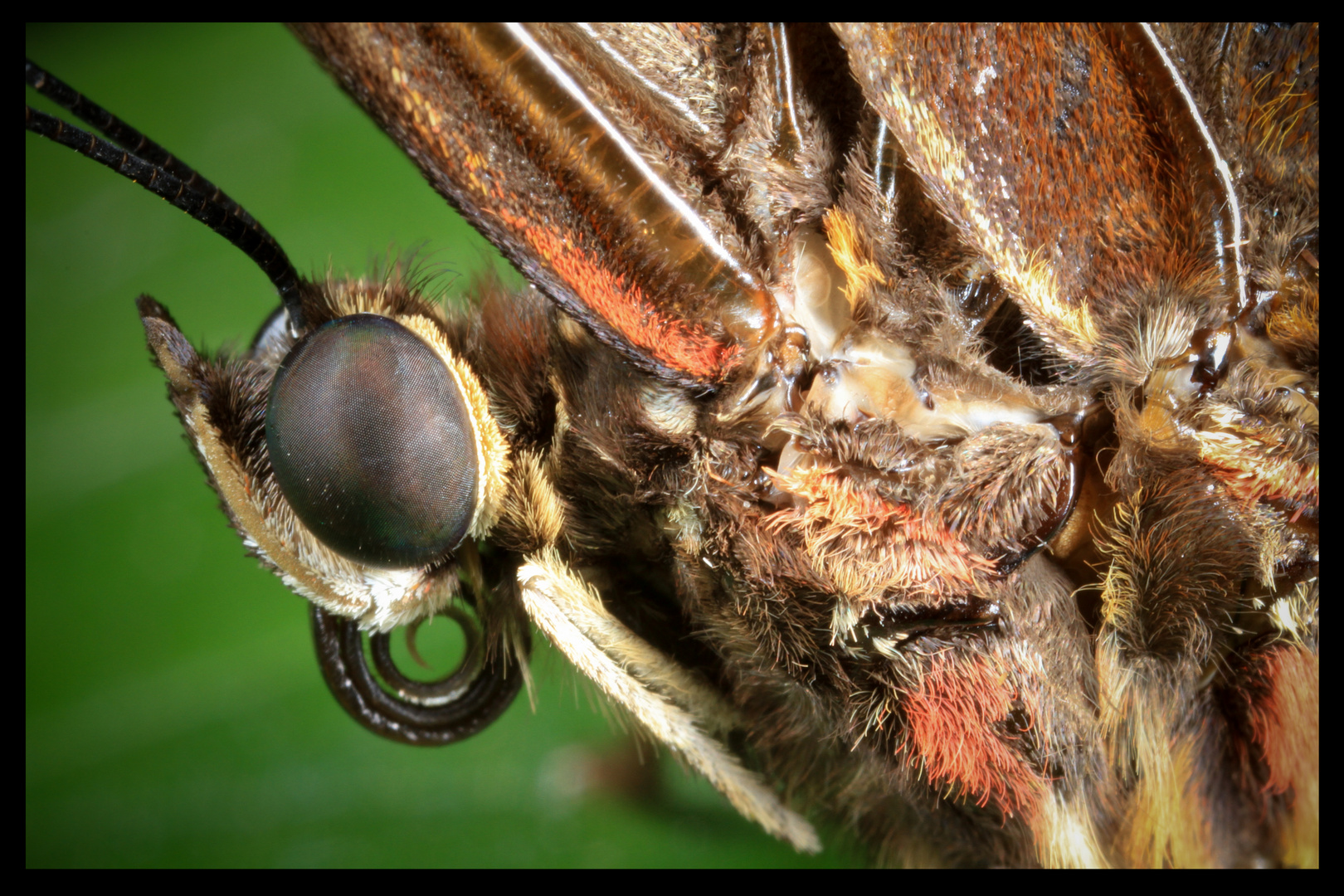 Tropen Schmetterling