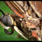 Tropen Schmetterling