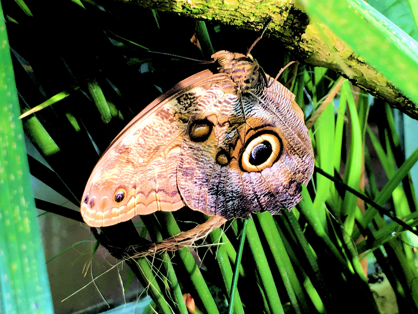 Tropen-Schmetterling