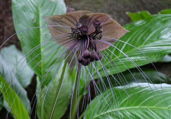 ...Tropen Schönheit...