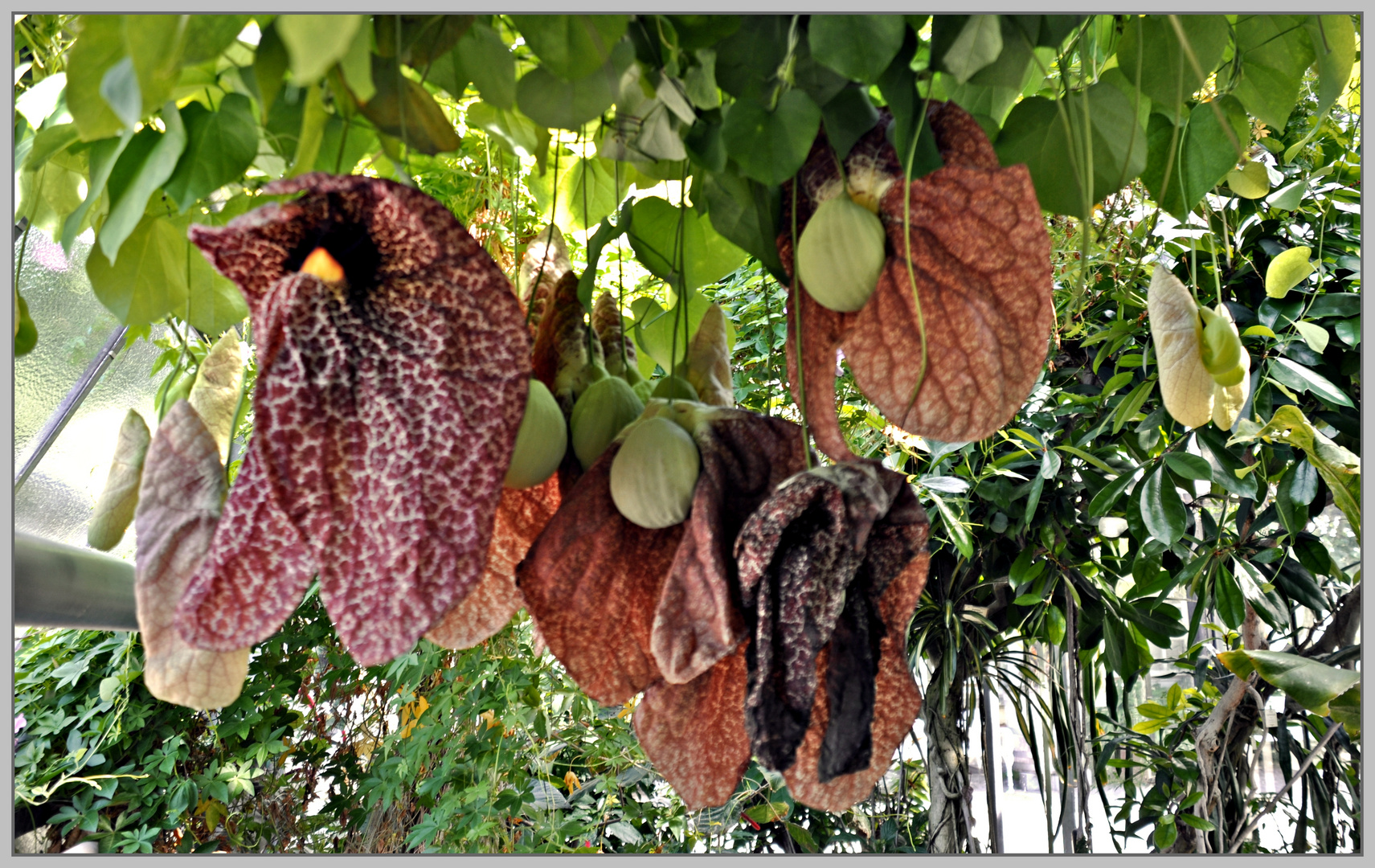 "Tropenbeutler" - oder "Aristolochia gigantea"