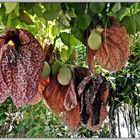 "Tropenbeutler" - oder "Aristolochia gigantea"