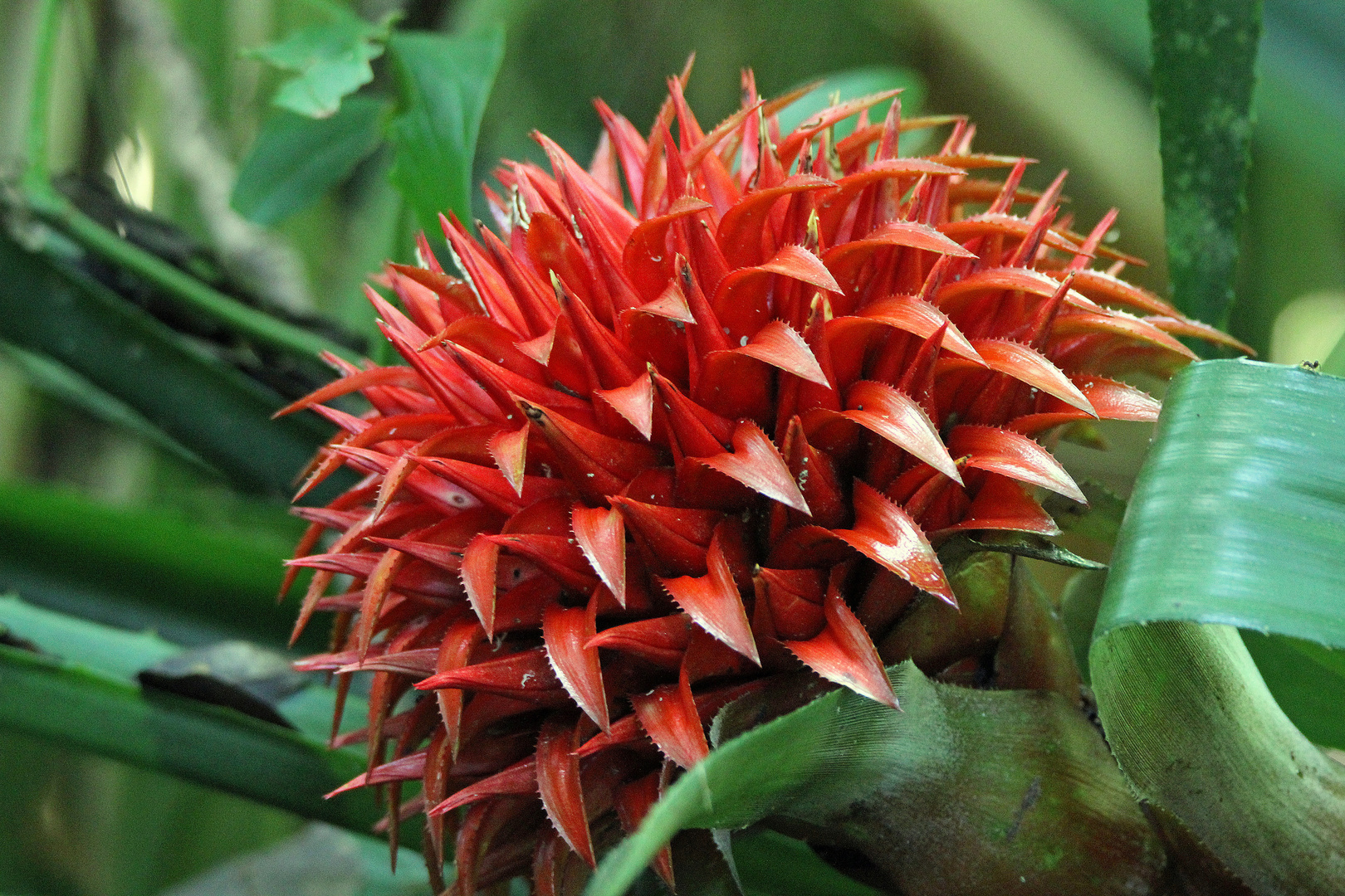 Tropenflair Ananasgewächs Bromelienblüte Foto & Bild north