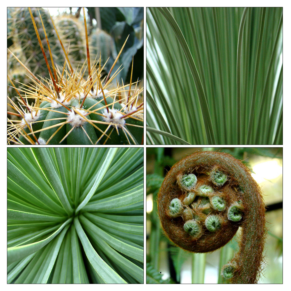 Tropenhauspflanzen im Botanischen Garten