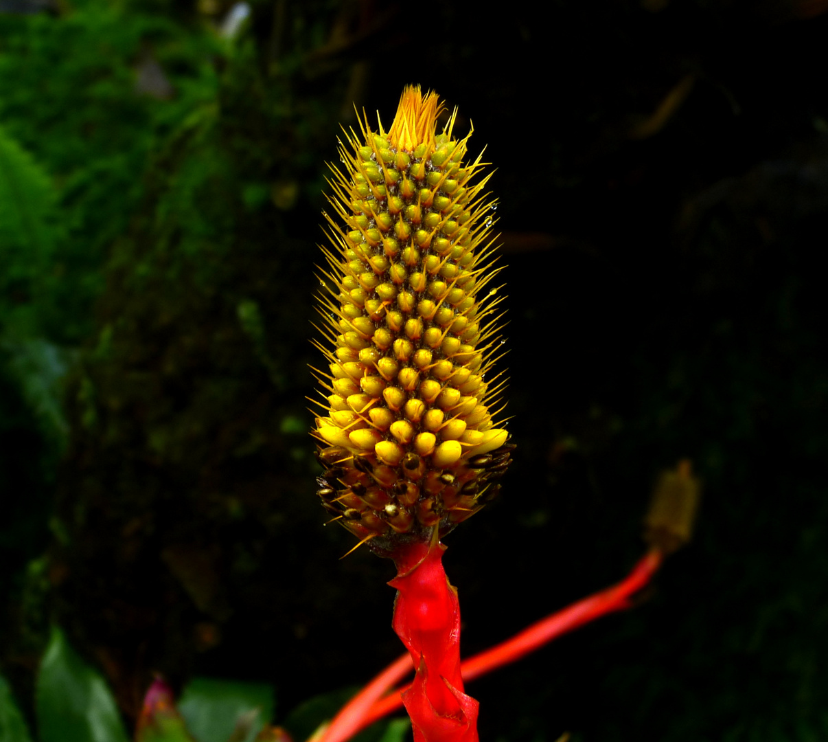 Tropenpflanzen III (Bromeliaceae)