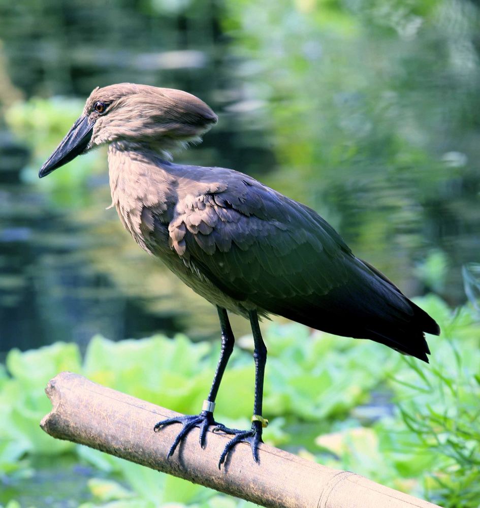 Tropenvogel in der Masoala Halle