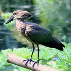 Tropenvogel in der Masoala Halle