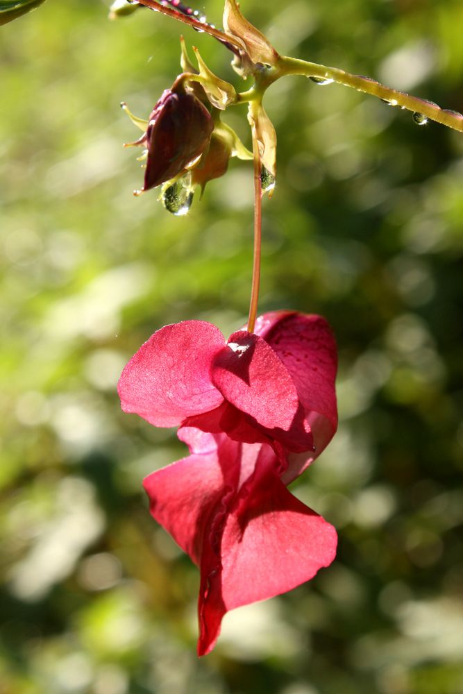 Tropfblüte