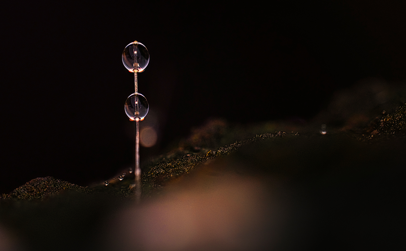 Tropfen (1mm ) auf altem Holz