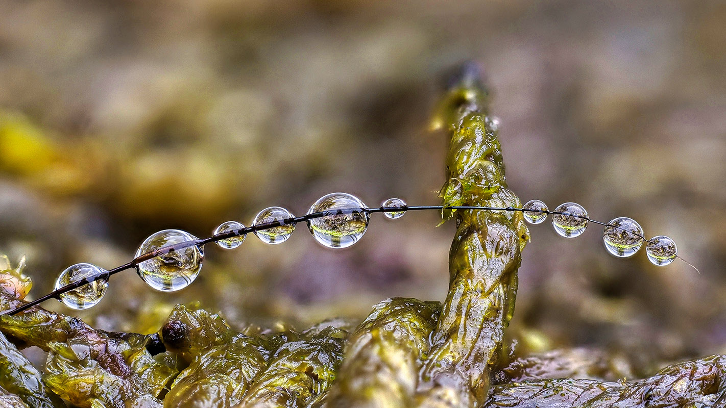 Tropfen 1mm über dem Moos