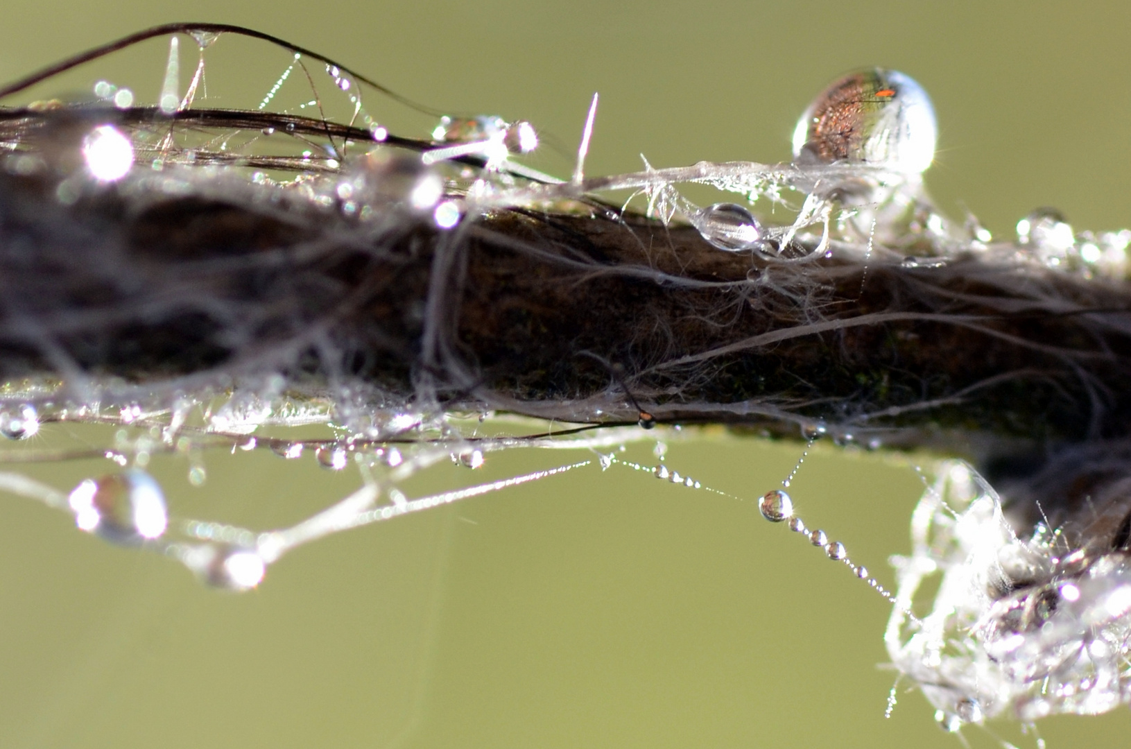 Tropfen am Ast