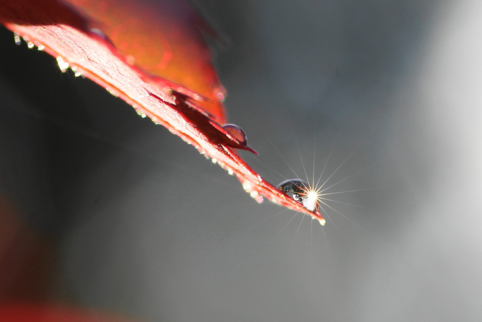 Tropfen am Blatt