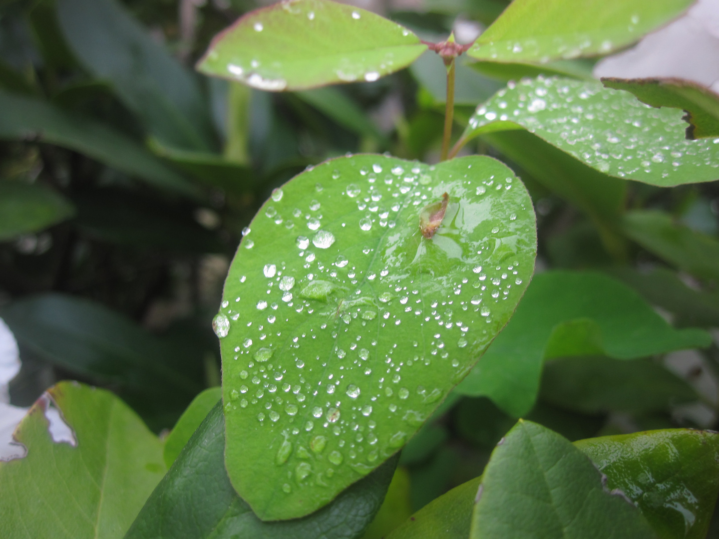 Tropfen am Blatt