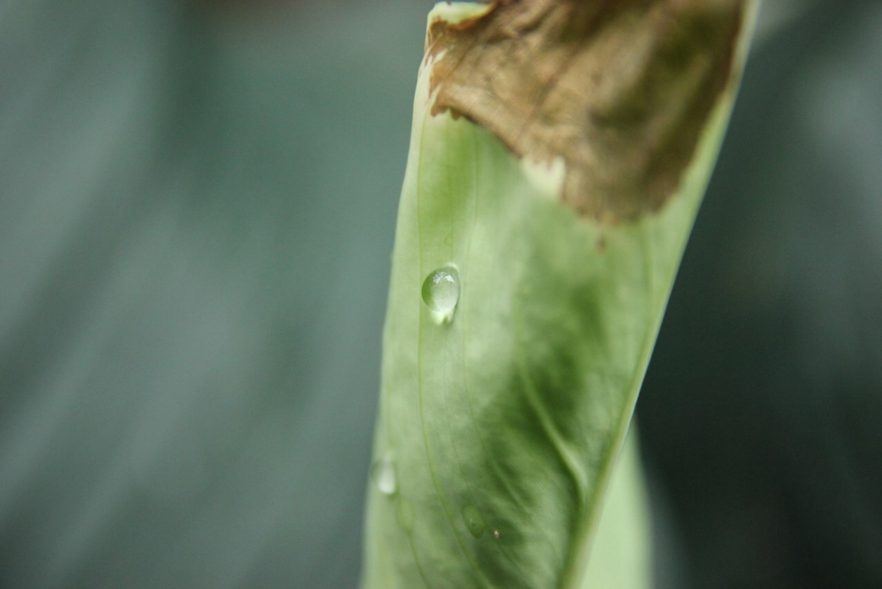 Tropfen am Blatt