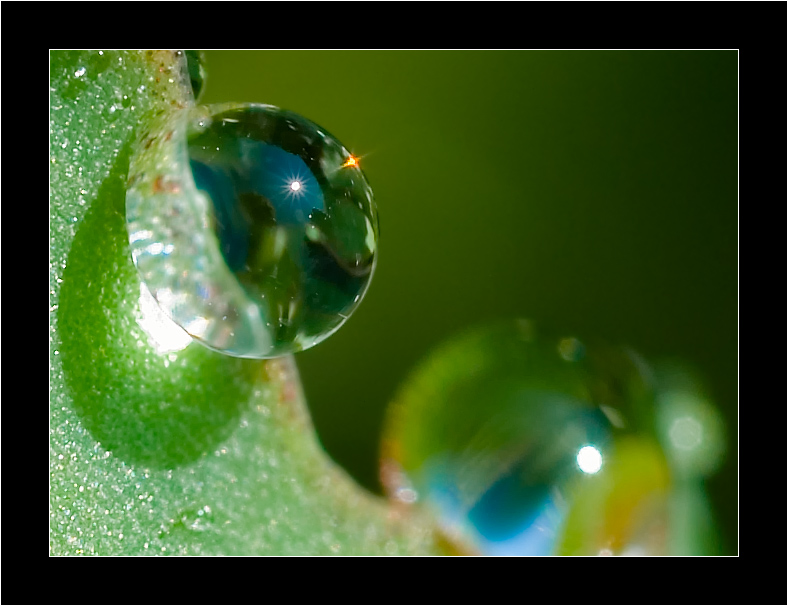 Tropfen am Blatt