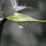 TROPFEN am BLATT