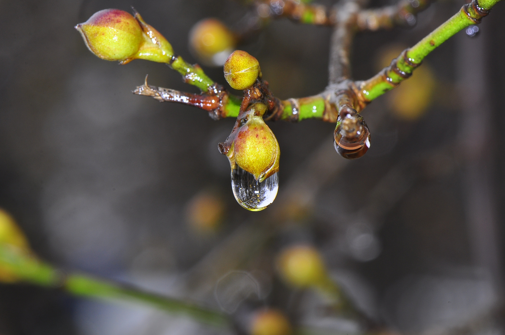 Tropfen am Cornus 