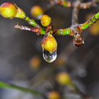 Tropfen am Cornus 