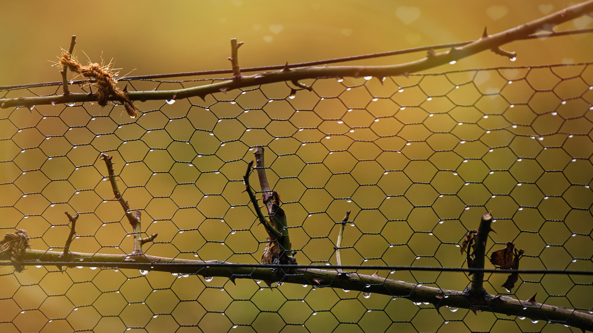 Tropfen am Gitter