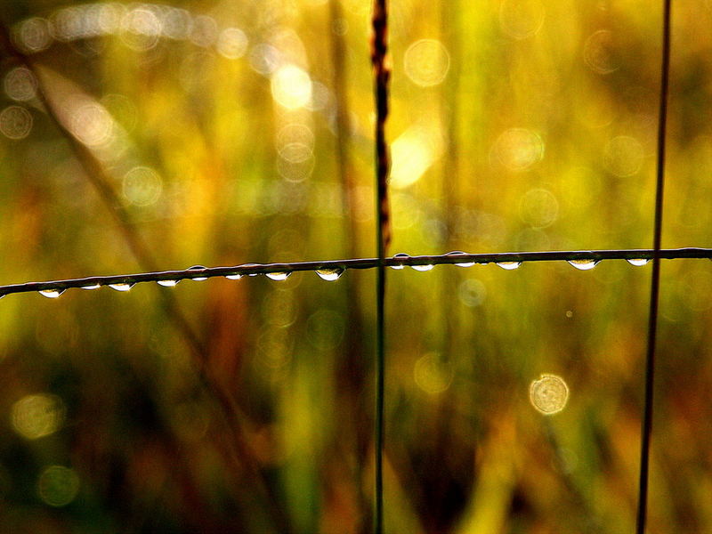 Tropfen am Grashalm