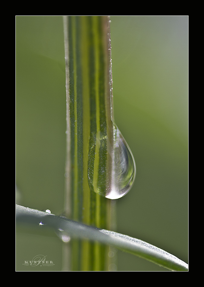 Tropfen am Halm