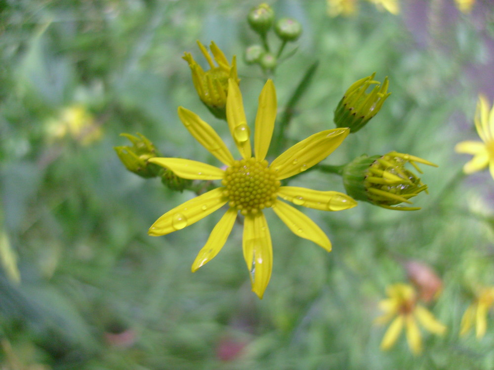 Tropfen an der Blume