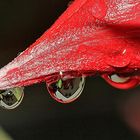 Tropfen an einem Rosenblütenblatt