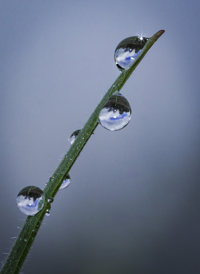 Tropfen an Grashalm