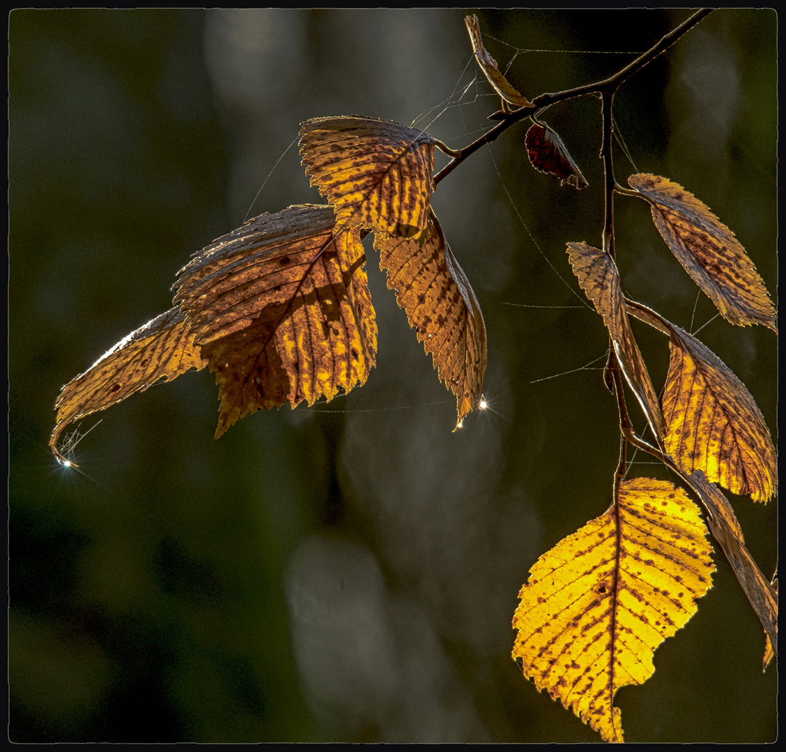 Tropfen an Herbstlaub