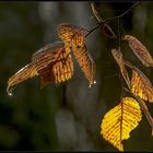 Tropfen an Herbstlaub