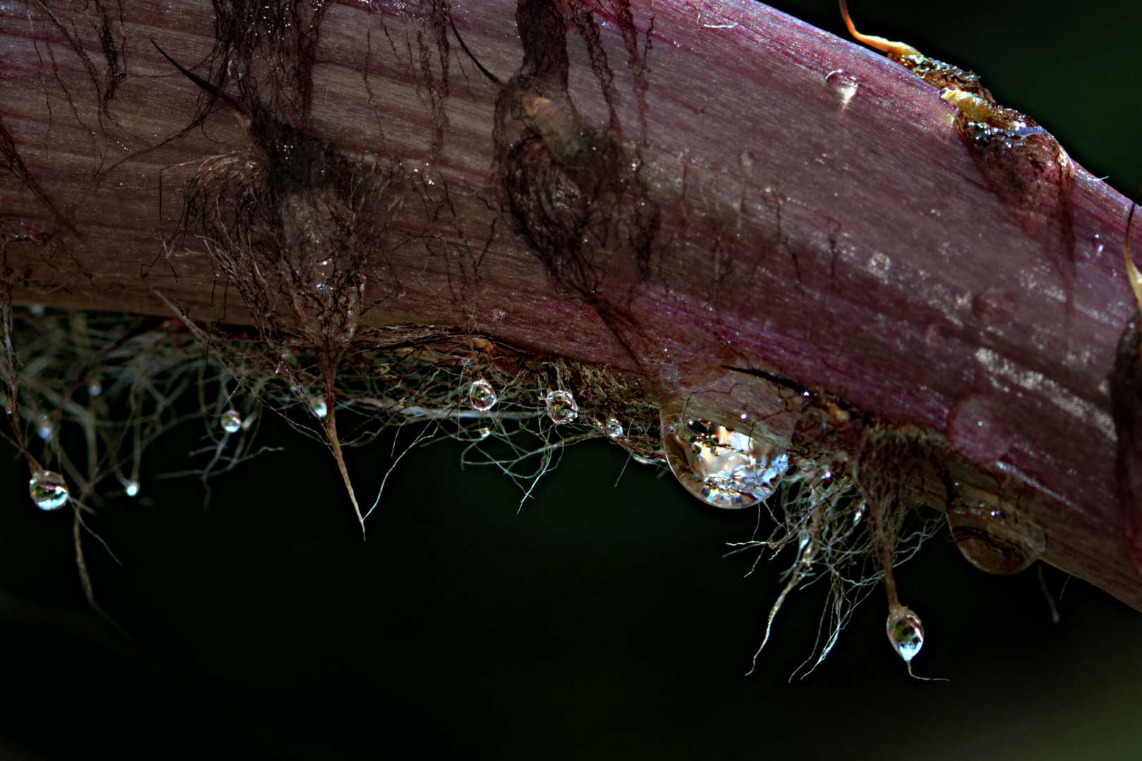 Tropfen an Kakteenblüte