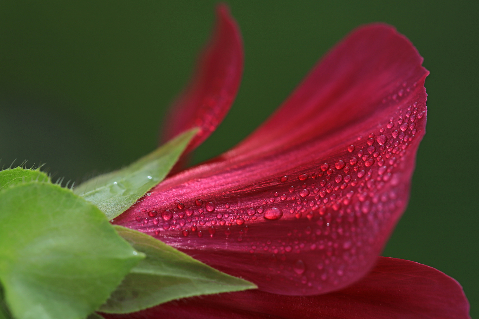 Tropfen an Malvenblüte