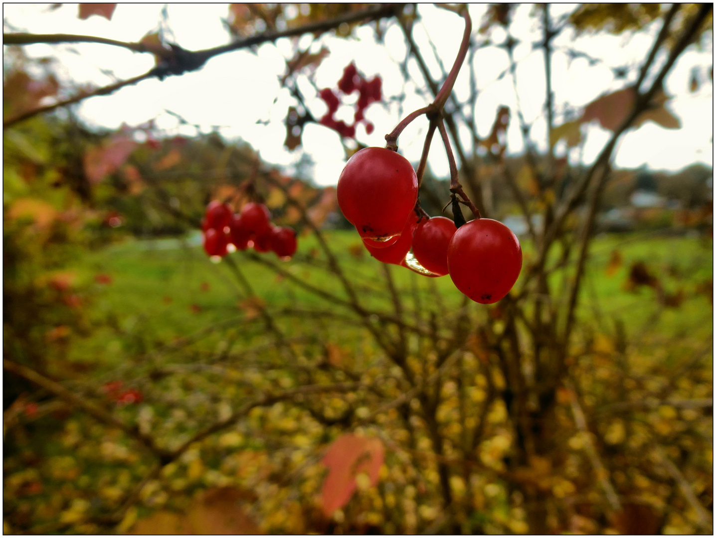 Tropfen an roten Beeren