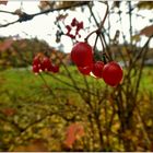 Tropfen an roten Beeren