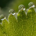 Tropfen auf Alchemilla mollis