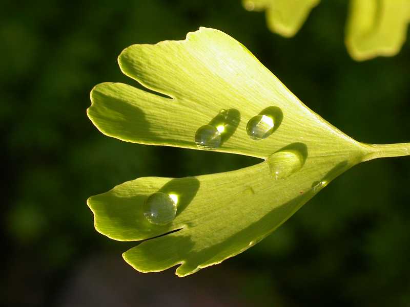 Tropfen auf Blatt 1 - Gingko biloba