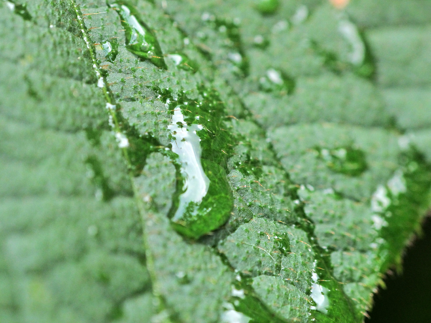 Tropfen auf Blatt