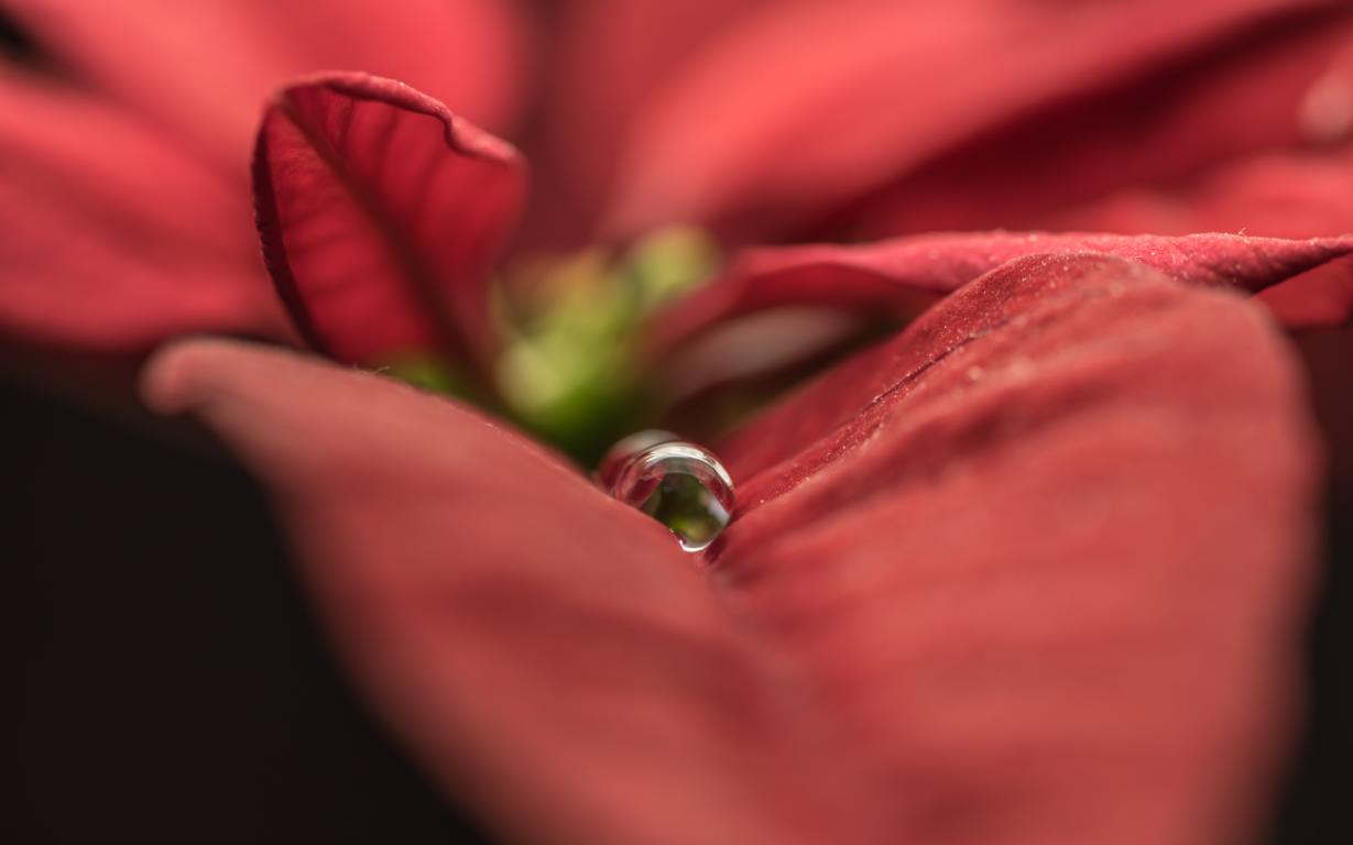 Tropfen auf Blatt