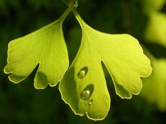 Tropfen auf Blatt 2 - Gingko biloba