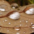 Tropfen auf Blatt